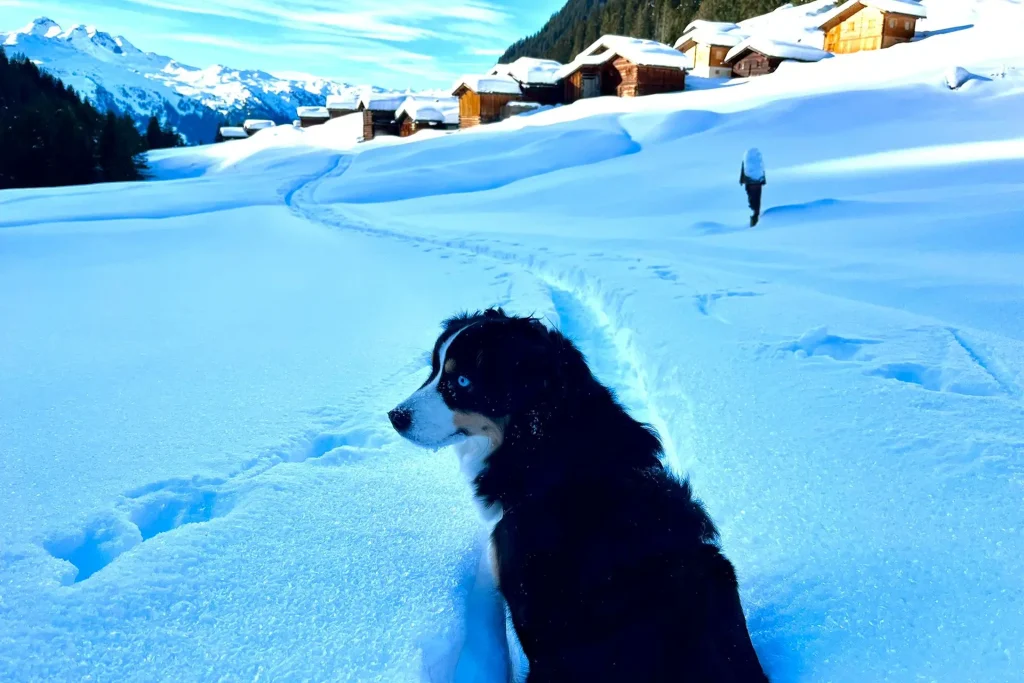 Hund im Schnee, Berglandschaft, Wanderer im Montafon
